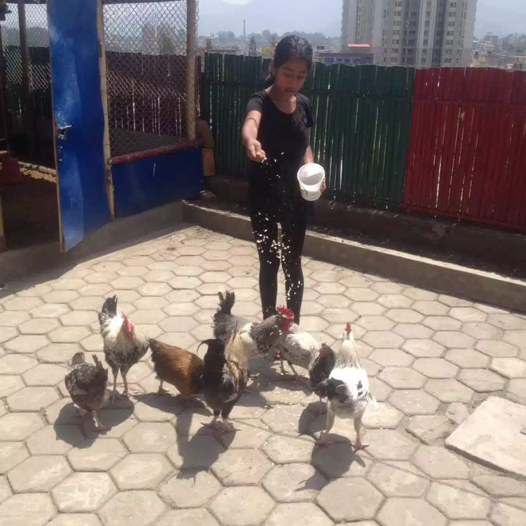 Chicken rearing